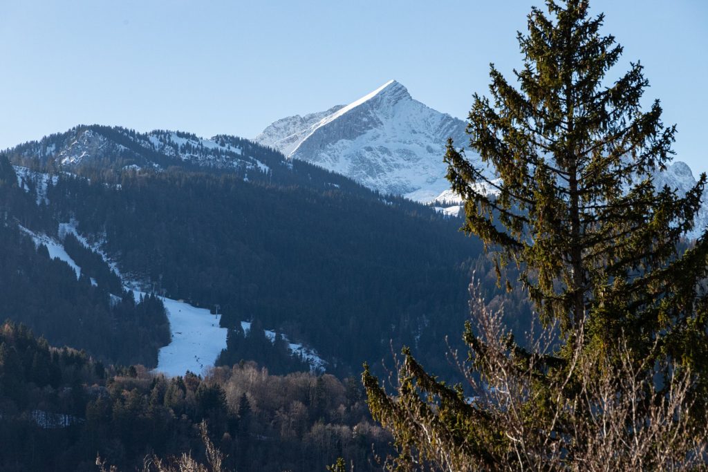 Die Zugspitze hinter einer Tanne in Ferienwohnung in Garmisch-Partenkirchen