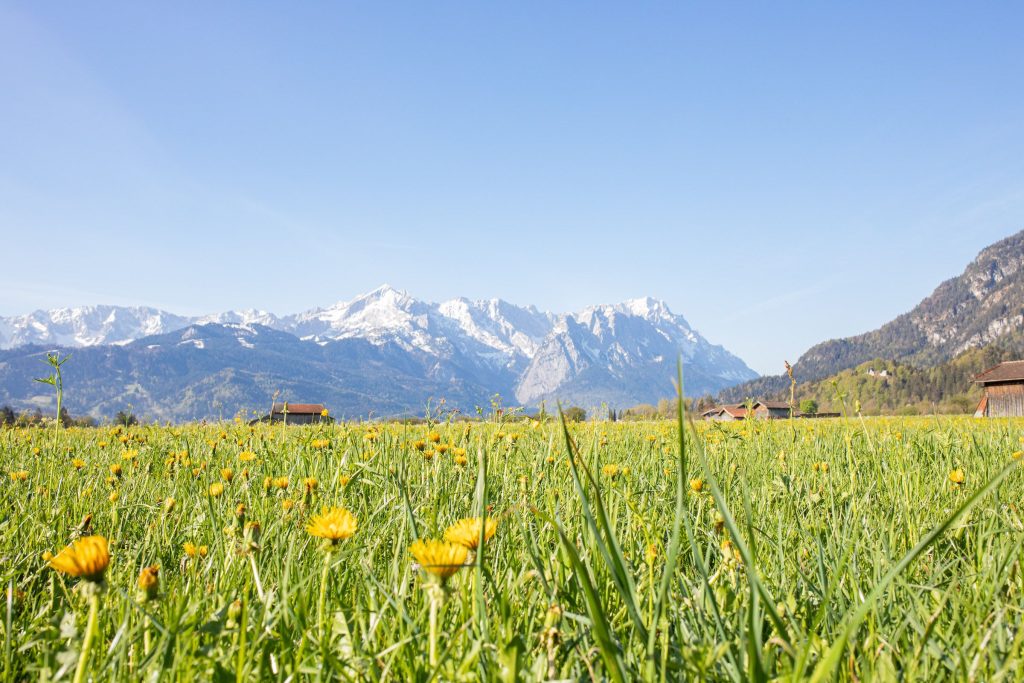 Wiese und Alpen in Ferienwohnung in Garmisch-Partenkirchen