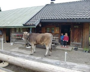 Die Farchanter Alm mit Blick auf die Zugspitze